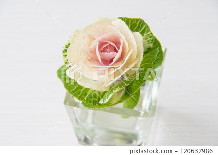 Leaf peony 120637986