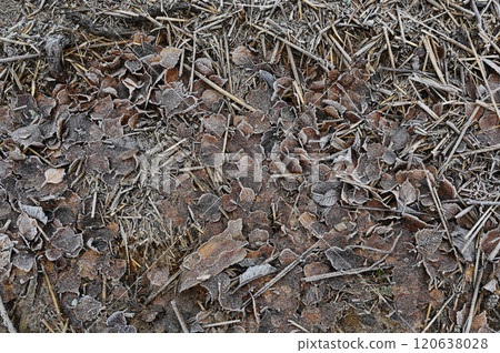 a close-up of a frosty forest floor covered in dead leaves, twigs, and dried grass 120638028