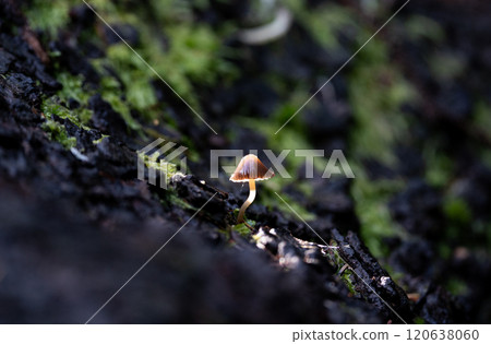 Single bonnet mushroom growing out of a stump in Italy 120638060