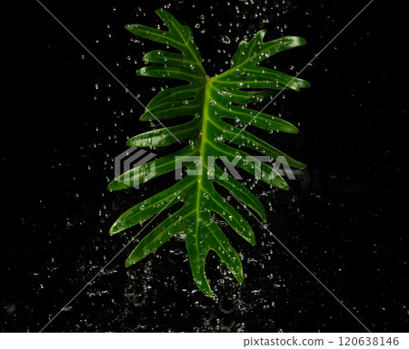Rain Water planting pouring on Tropical Green leafs monstera plant over black background isolated. Rainforest Tropical green big leaves for decoration assortment with other plants 120638146