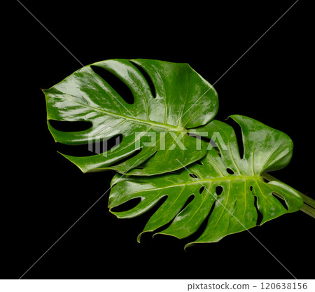 Set of Tropical Green leafs monstera plant over black background isolated. Rainforest Tropical green big leaves for decoration assortment with other plants for freshness 120638156