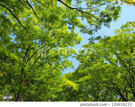Spring scenery of fresh green Zelkova trees along the road 120638215
