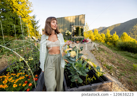 Harvesting Homegrown Cauliflower Harvesting Homegrown Cauliflower 120638223
