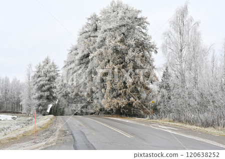 a rural road flanked by frost-covered trees under a pale, cloudy sky 120638252