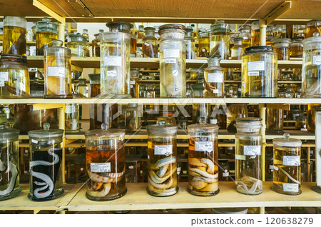 flasks and test tubes with samples of organisms in formaldehyde on shelf of scientific secret biochemical laboratory 120638279