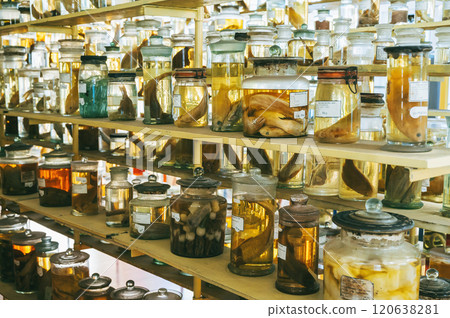 flasks and test tubes with samples of snakes and marine animals, fish on shelf of the scientific educational laboratory flasks and test tubes with samples of snakes and marine animals, fish on shelf of the scientific educational laboratory 120638281