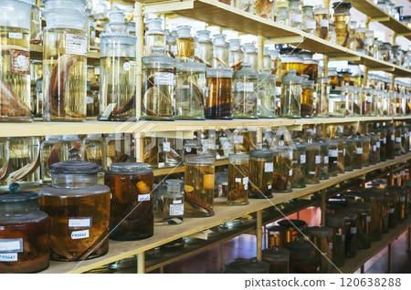 flasks and test tubes with samples of snakes and marine animals, fish on shelf of scientific laboratory 120638288