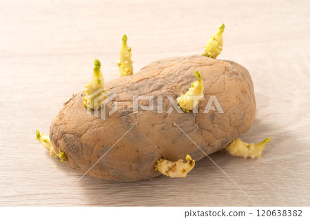 sprout potato bud sprout potato Sprouted potatoes ジャガイモ sprout sprout potato bud sprout potato Sprouted potatoes ジャガイモ sprout 120638382
