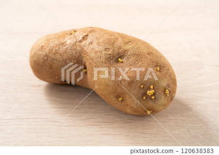 sprout potato bud sprout potato Sprouted potatoes ジャガイモ sprout sprout potato bud sprout potato Sprouted potatoes ジャガイモ sprout 120638383