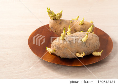 sprout potato bud sprout potato Sprouted potatoes ジャガイモ sprout sprout potato bud sprout potato Sprouted potatoes ジャガイモ sprout 120638384