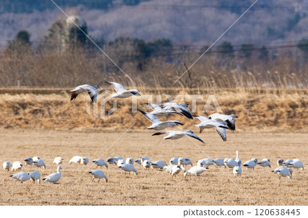 A flock of snow geese migrating to the Tokachi region of Hokkaido 120638445