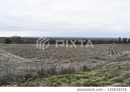 a vast, frosted field on a cloudy day, with neat rows of crops stretching toward the horizon 120638556