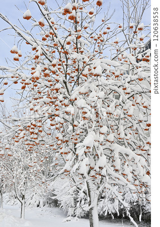 a tree heavily laden with snow, accentuating clusters of bright orange berries 120638558