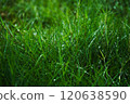 Rain-soaked grass 120638590