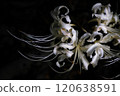 White cluster amaryllis 120638591