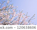Cherry Blossom	 120638606