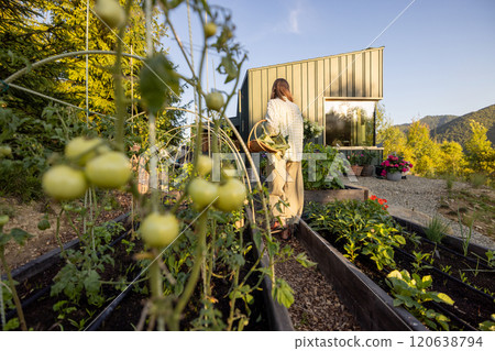 Harvesting in the Garden Near Modern Cabin Harvesting in the Garden Near Modern Cabin 120638794