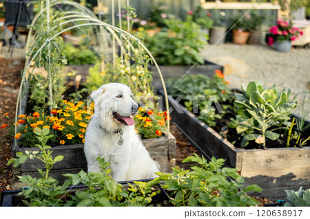 Dog Sitting in Garden Among Flowers Dog Sitting in Garden Among Flowers 120638917