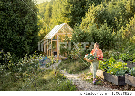 Woman Walking Through Garden with Harvest Basket Woman Walking Through Garden with Harvest Basket 120638926