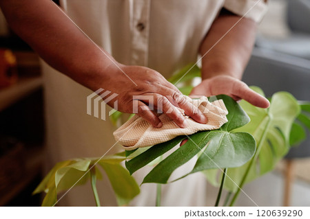 Close up of unrecognizable African American senior woman caring for exotic plants at home and gently wiping monstera leaves copy space 120639290