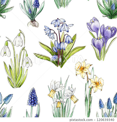 Primrose spring flowers seamless pattern decor. Watercolor vintage style illustration. Spring season daffodil, snowdrop, muscari, crocus, bluebell tender countryside village flowers. White background 120639340