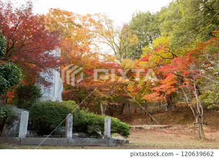 Colorful autumn leaves Colorful autumn leaves 120639662