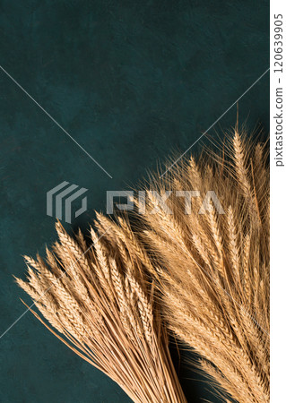 Two sheaves of rye and wheat on a dark turquoise background, top view 120639905