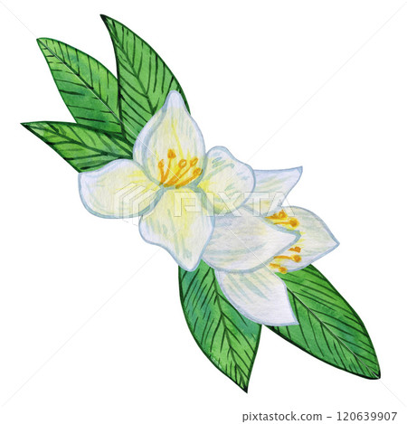 Jasmine flowers with white blooms and vibrant green leaves. watercolor illustration Composition of buds, foliage, and greenery Jasmine flowers with white blooms and vibrant green leaves. watercolor illustration Composition of buds, foliage, and greenery 120639907