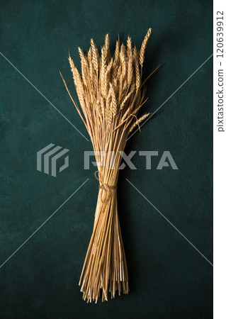 A large sheaf of wheat on a dark turquoise background, top view A large sheaf of wheat on a dark turquoise background, top view 120639912
