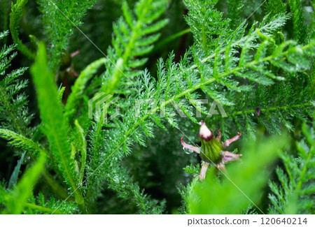 Bright green plant stem surrounded by grass Bright green plant stem surrounded by grass 120640214