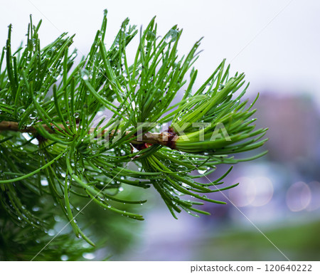 Raindrops on the needles of a young pine branch Raindrops on the needles of a young pine branch 120640222
