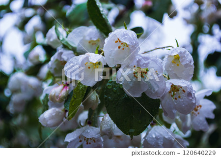 Wet white cherry blossoms in the rain Wet white cherry blossoms in the rain 120640229