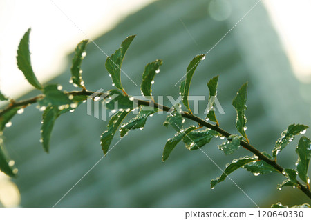 Plants after the rain are lively and store raindrops to grow 120640330