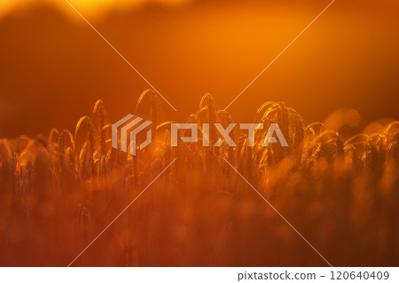 Ears of grain illuminated by the light of the setting sun Ears of grain illuminated by the light of the setting sun 120640409