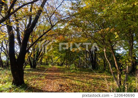 漫步在色彩繽紛的樹葉的夢幻般的秋季森林中 漫步在色彩繽紛的樹葉的夢幻般的秋季森林中 120640690