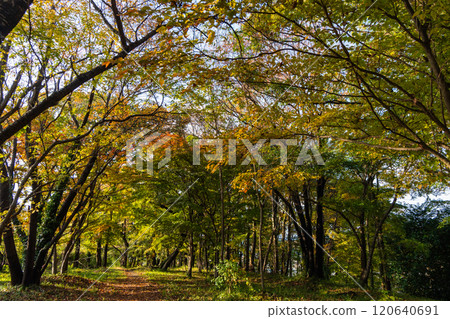 漫步在色彩繽紛的樹葉的夢幻般的秋季森林中 漫步在色彩繽紛的樹葉的夢幻般的秋季森林中 120640691