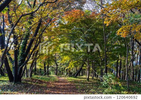 Walking through a fantastic autumn forest with red leaves Walking through a fantastic autumn forest with red leaves 120640692