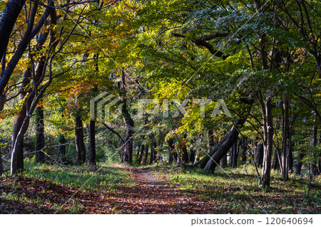 Walking through a fantastic autumn forest with red leaves Walking through a fantastic autumn forest with red leaves 120640694