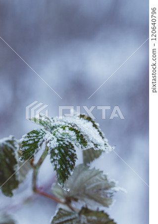 Close-up of frosted green leaves in a woodland setting, capturing the beauty of nature during the early stages of frost on a crisp morning 120640796