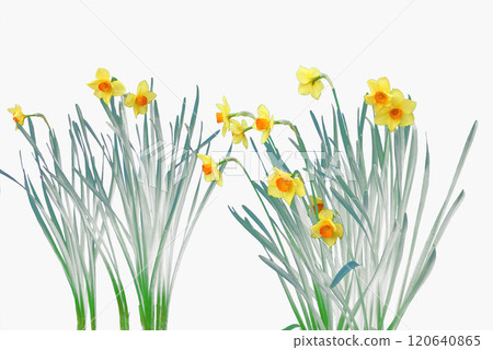 水仙花即使在雪地裡也很早發芽開花，黃色的花朵預示著春天的到來。 120640865