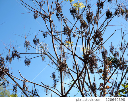 沐浴在秋日陽光下的蝦虎魚（藍天、源內山綠地的橡樹葉和果實） 120640898