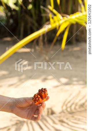 A woman's hand holds a piece of tropical fruit 120641002