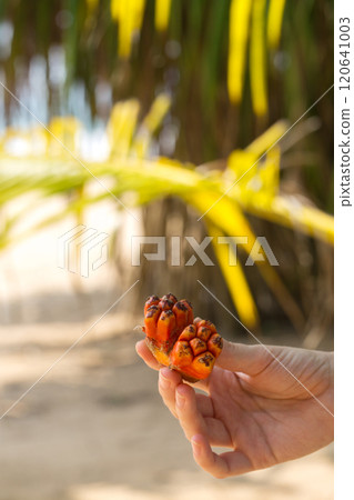 A hand holding a red fruit with a yellow background 120641003