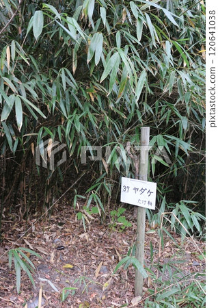 四國聖地第71號彌彌寺 四國聖地第71號彌彌寺 120641038