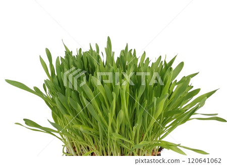 catnip plant scient. name Nepeta cataria isolated over white catnip plant scient. name Nepeta cataria isolated over white 120641062
