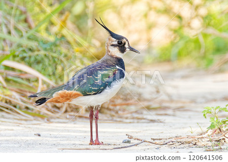 A northern lapwing in the shade 120641506