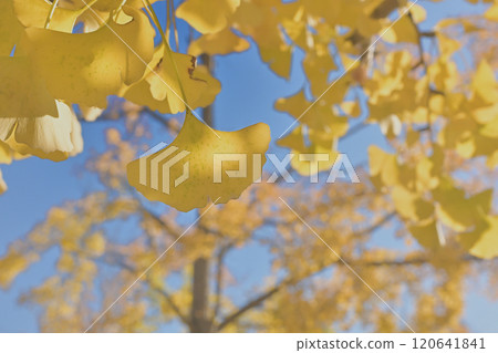 The sun shines on the yellowed ginkgo leaves 120641841