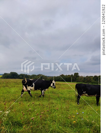 Several black and white cows sitting on a field for grazing on a summer day Several black and white cows sitting on a field for grazing on a summer day 120641922