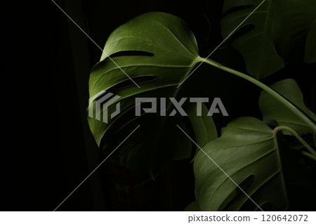 龜背竹葉有深凹痕 120642072