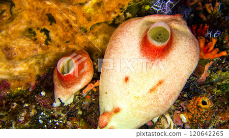 Ascidia, Bunaken National Marine Park, Indonesia 120642265